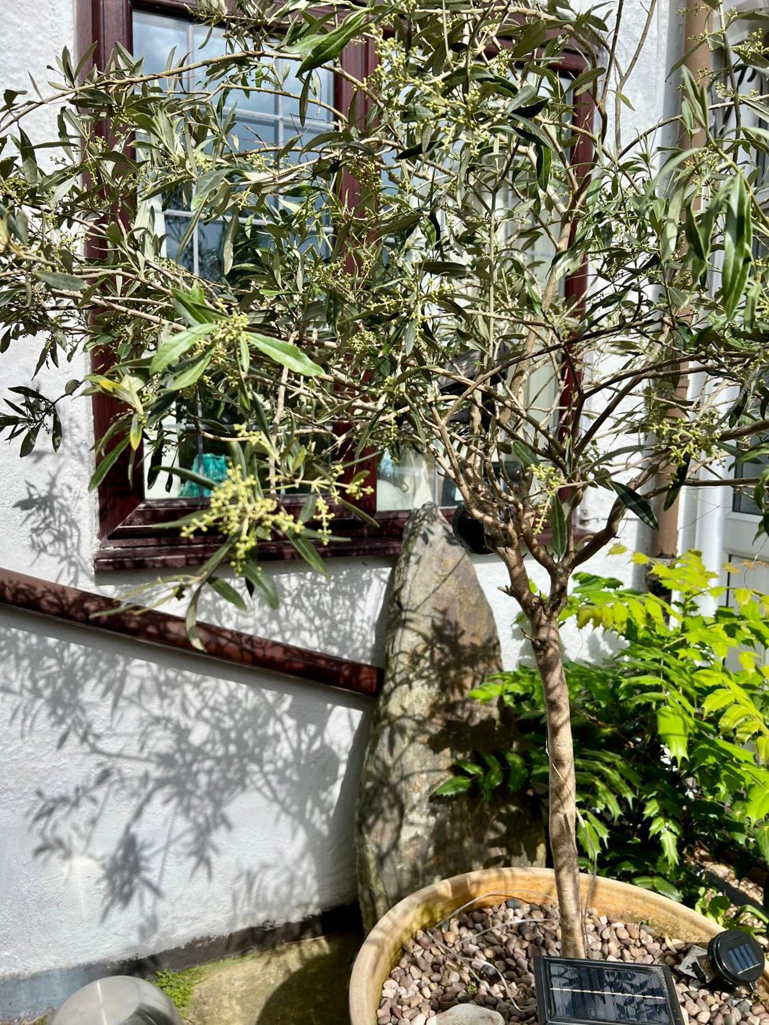 Holly Cottage Cosy Home In Sherwood Forest 埃德温斯托 外观 照片